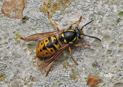 Common Wasp (Vespula vulgaris) queen, Alan Prowse